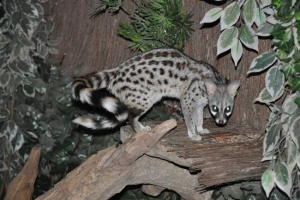 Barnaul zoo primljen kao dar neobična životinja - genenet Barnaul zoo primljen kao dar neobična životinja - genenet